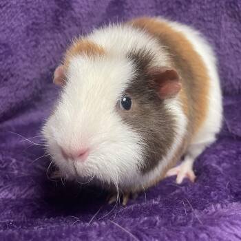 Rescue Teddy Guinea Pigs for Adoption in Edinburg, Pennsylvania - Zara: Sponsored!! | PetCurious